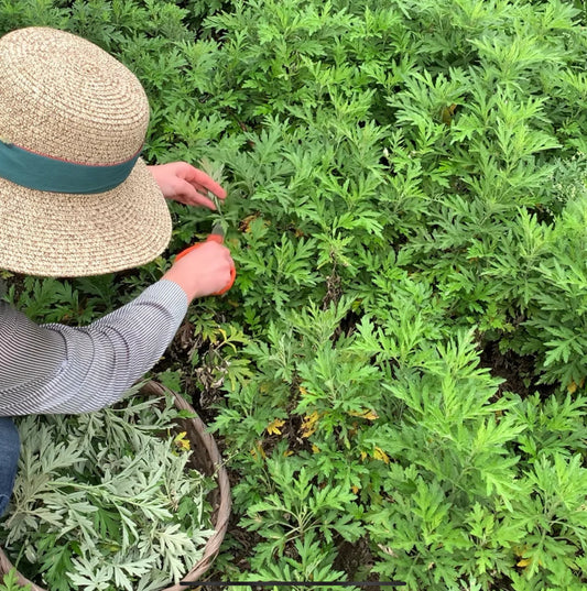 Herbbies Mugwort Natural Soap